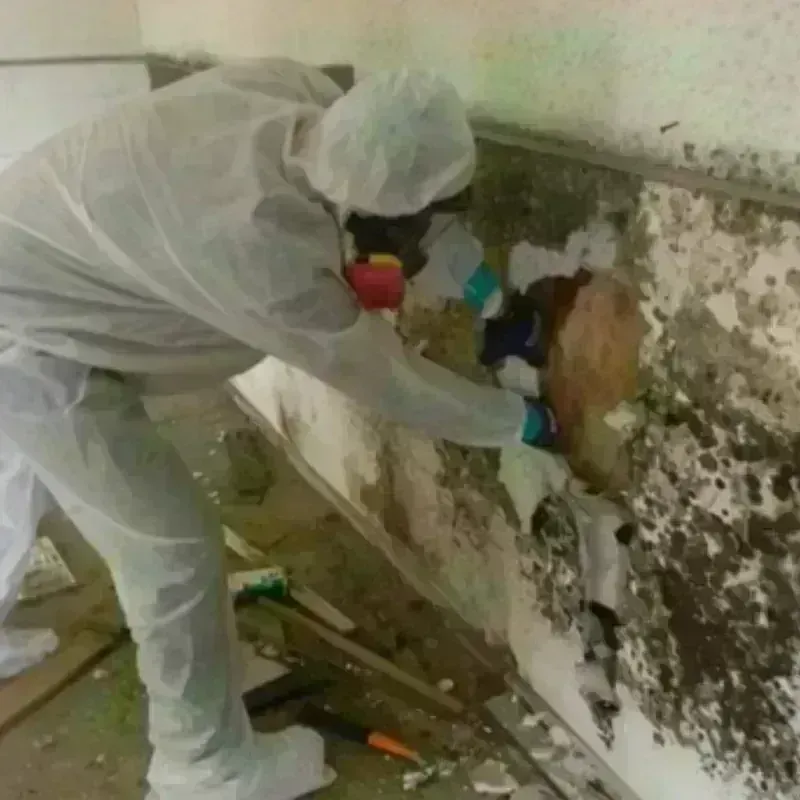 Mold Remediation and Removal in Hastings, PA